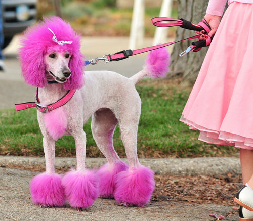 Canine Color Semi Perm Coat Color Shampoo for Dogs