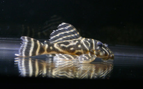Colombian Zebra Pleco (L129)