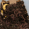 Composting Worm Mix – Red Wigglers & European Nightcrawlers (SC)