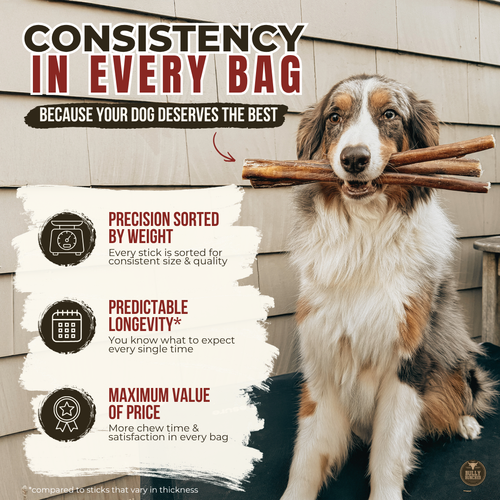 12 Inch Jumbo Braided Bully Stick