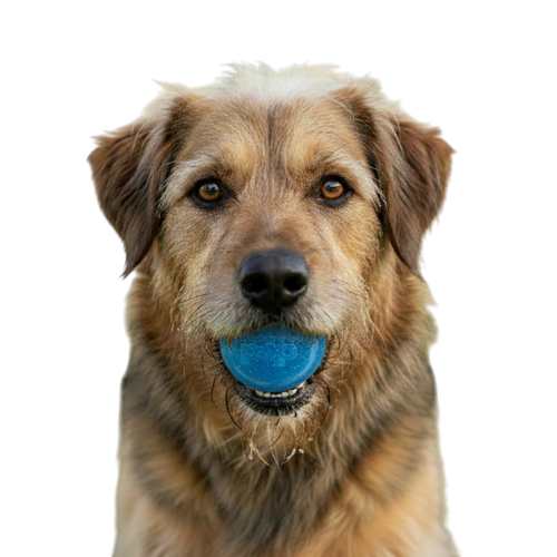 Glitter Ball  Dog Toy | Soft PUP-X Rubber Floating Fetch Ball with Treat Dispenser | USA Made
