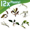 Grower's Choice Cryptocoryne (6 Plants)