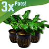 Cryptocoryne Wendtii
