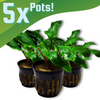 Cryptocoryne Wendtii