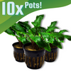 Cryptocoryne Wendtii