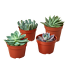 4 Echeveria Succulent Variety Pack - 4.0 Pot