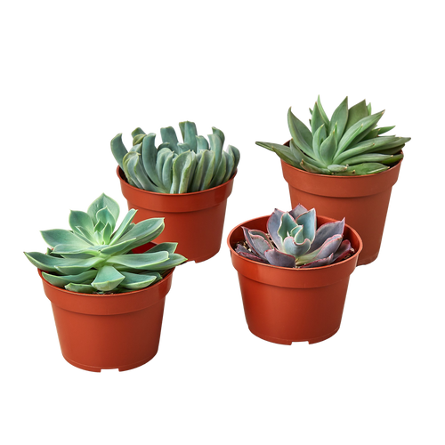 4 Echeveria Succulent Variety Pack - 4.0 Pot
