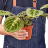 Maranta Red Prayer