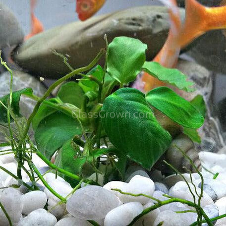 Mystery Anubias