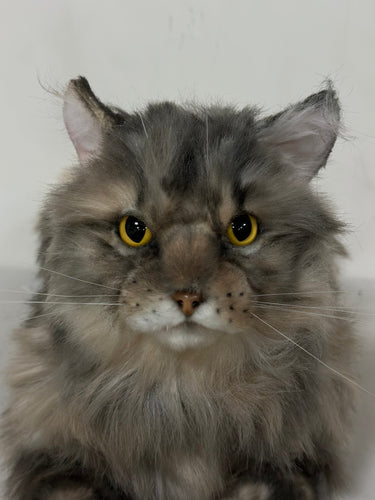 Plush American Tabby Cat Longhair Order to Make