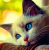 Kitten/Cat Starter Kit