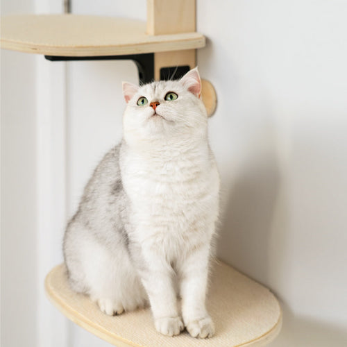 Door Hanging Bed Comfort Eco-Friendly Pine Wood Stable Durable Scratch Board Pet Climbing Frame
