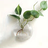 Creative Wall Hanging Green Radish Hydroponic Glass Vase