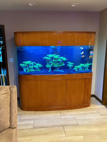 MONSTER TANK! 380 Gallon Seamless Glass Bowfront Reef-Ready Aquarium in Premium Cherry Real Wood Furniture