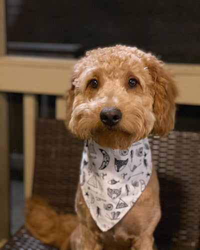Adventure Dog Bandana