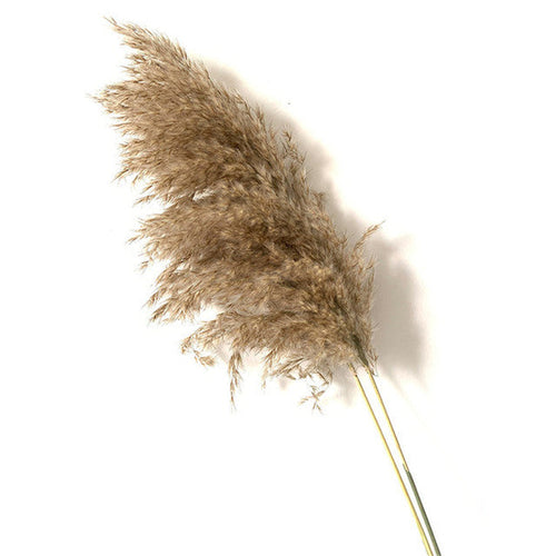 Dried Pampas Grass Decor Fluffy Tall Wedding Flowers