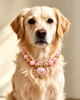 Chunky Acrylic Beaded Dog Necklace (3 colors)