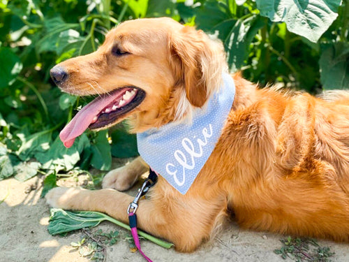 Birthday Boy Metallic Blue on Black Confetti Dog Bandana