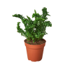 Fern 'Emina' | Curly Boston Fern for Hanging Displays | House Plant Shop