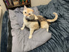 Diapurr Cat Diaper