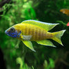 Yellow Peacock Cichlid
