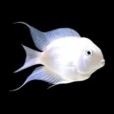 Platinum Polar Parrotfish 1.5-2