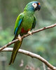 Illiger’s Macaw