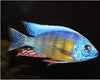 Taiwan Reef Cichlid (Protomelas sp. Steveni Taiwan)
