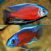 Red Fin Borleyi (Copadichromis borleyi)