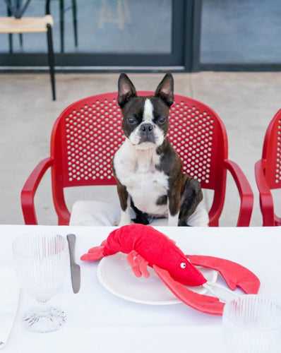 Pet Toy - Lobster Sebastian