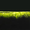 Duckweed