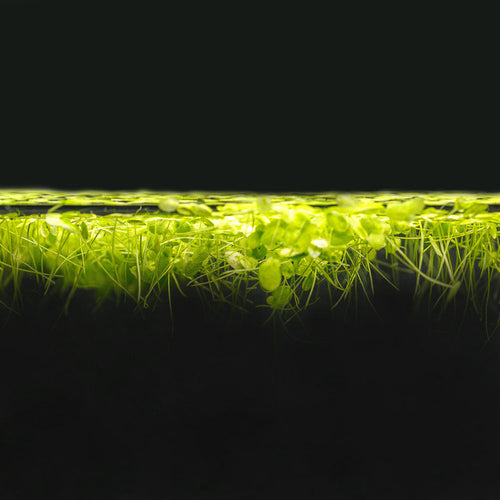 Duckweed