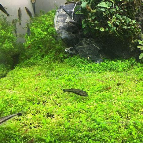 Dwarf Baby Tears 4 Coir Mat