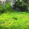 Dwarf Baby Tears on Lava Rock