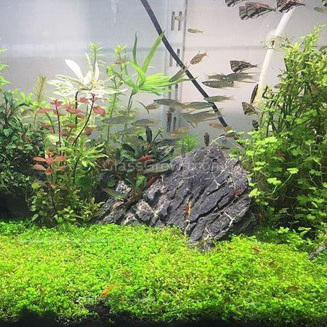 Dwarf Baby Tears 4 Coir Mat