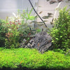Dwarf Baby Tears on Lava Rock