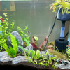 Dwarf Sagittaria Subulata 3x Plants