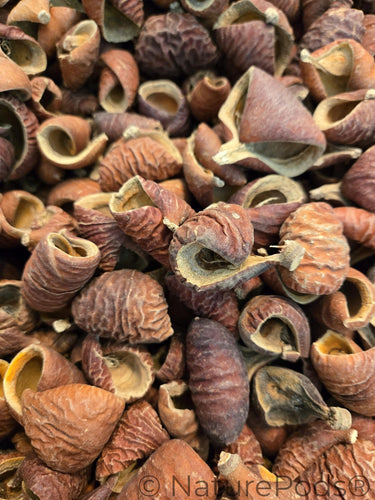Dysoxylum Lafia Seed Pods - 15 Count