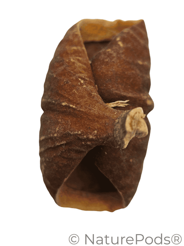 Dysoxylum Lafia Seed Pods - 15 Count