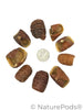 Dysoxylum Lafia Seed Pods - 15 Count