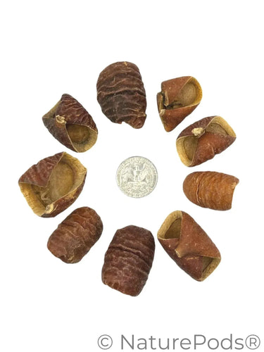 Dysoxylum Lafia Seed Pods - 15 Count