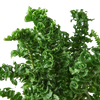 Fern 'Emina' | Curly Boston Fern for Hanging Displays | House Plant Shop