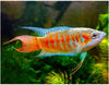 Blue Paradise Gourami
