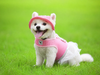 Colorful Mesh Breathable Pet Sun Hat with Ear Holes