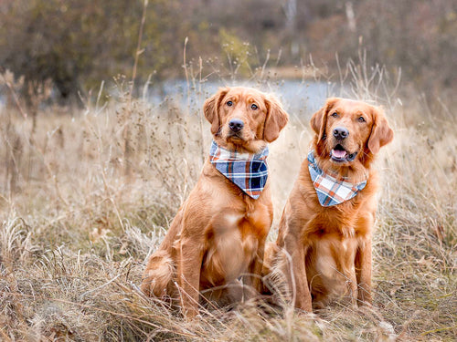 Blue Snowflakes Dog Bandana