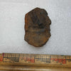 Mazon Creek Fern Fossil #9-035