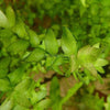 Bunch Lemon Bacopa Caroliniana