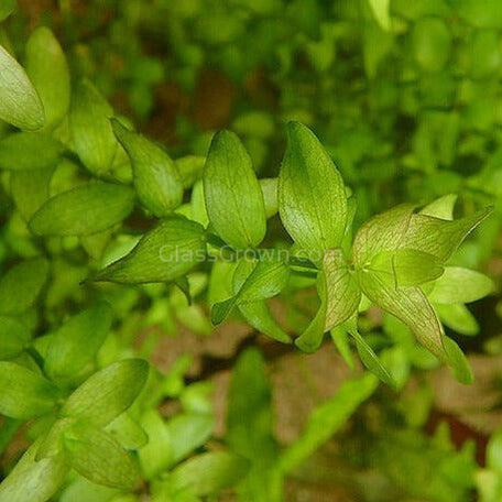 Bunch Lemon Bacopa Caroliniana