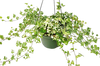 English Ivy 'Kolibre'