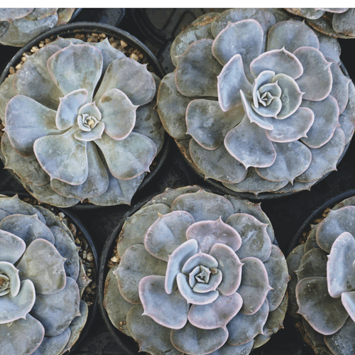 Echeveria Mix Seeds